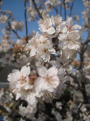 さくらんぼの木 花吹雪 キラキラ アメジスト