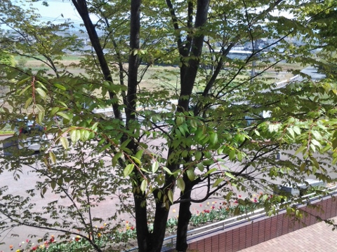 20130413_105101 (480x360) (2).jpg