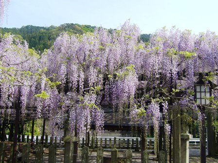 ふじ 008.jpg