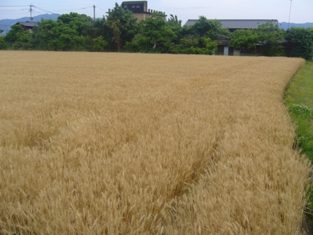 むぎ 008.jpg