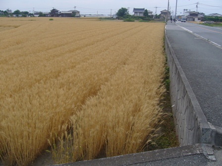 むぎ 009.jpg