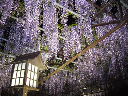 夜ふじ 008.jpg