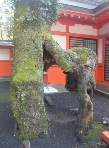 DSCF7587 (589x800).jpg