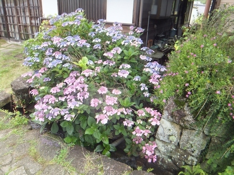 DSCF8093 (800x600) (2).jpg