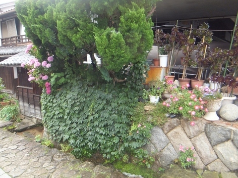 DSCF8097 (800x600).jpg