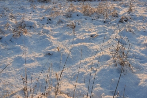 DSC_1010 (480x320).jpg