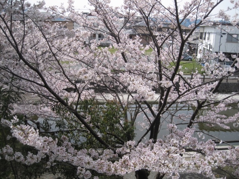 IMG_1887 (480x360).jpg