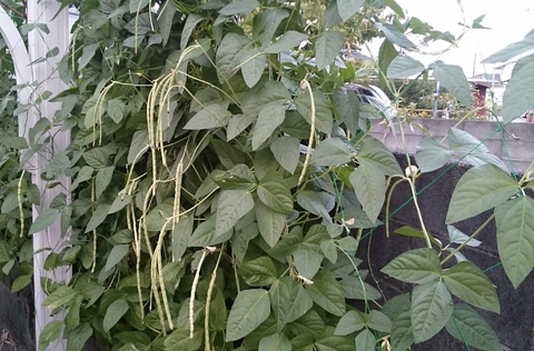 _20180727_130339 (002) (800x527).jpg
