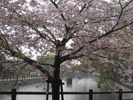 amesakura 014.jpg