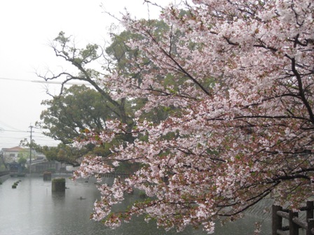amesakura 015.jpg
