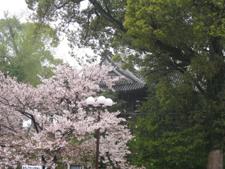 amesakura 016.jpg
