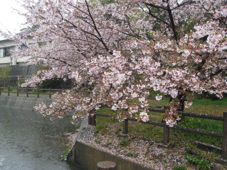 amesakura 017.jpg